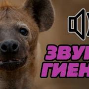 Звуки Гиены