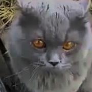Говорящий Кот Ругается Матом