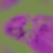 Elephant Heart The Digital The Funk Hunters Defunk Remix