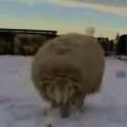 Боря Кончай Боевой Баран Борис Combat Sheep