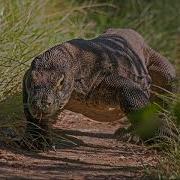 Komodo Dragon Sounds