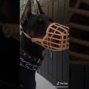 Ты Же Понимаешь Я Не Отступлю