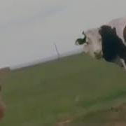 Прикол Афгони
