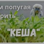 Попугай Кеша Привет