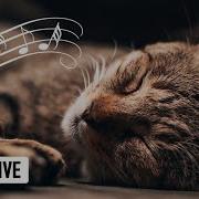 Cat Music Relaxing Healing Meditation Songs For Cats And Kittens Cat Music Dreams