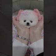 Мы Суглинки Белые Собачки