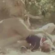اسد يأكل رجل بمنتهي الوحشية