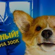 Корги Коржик Клип На 300К