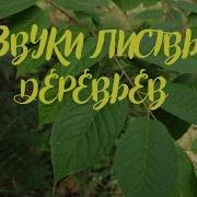 Шум Листвы Для Сна