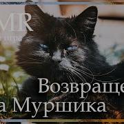 Asmr M4M Возвращение Сэра Муршика Ролевая Игра