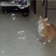 Bubble Cats