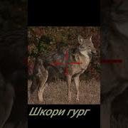 Шикори Гург Дар Точикистон