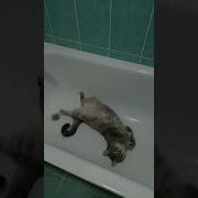 Умываются Зверята