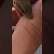 Touch The Lizard