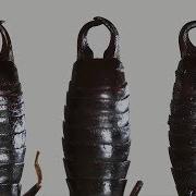 Earwig