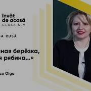 Стройная Березка Моя