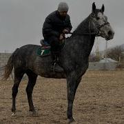 Жылкынын Жылкысы Экен Го