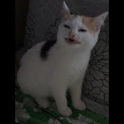 1 Hour Cat No Banana