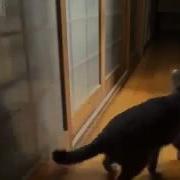 Ээээээ Вася Пусти Домой А Прикольный Кот