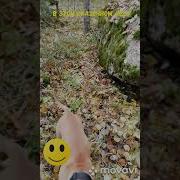 В Этом Сказочном Лесу