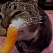 Мой Кот Идиот