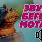 Звуки Бегемота