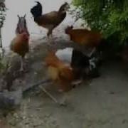 Жесть Питух Насилует Курицу