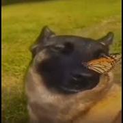 Dog With A Butterfly On Its Nose Meme