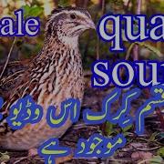 Female Quail Sound Batair Madi Ki Awaz