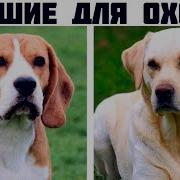 Охотничьи