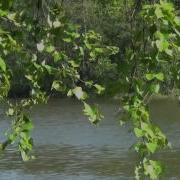 Берёзы На Стихи Николая Рубцова