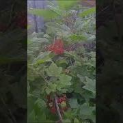 Посвещается Лучшему Другу