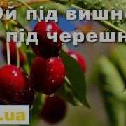 Ой Під Вишнею Під Черешнею