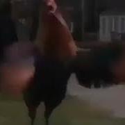 Ингушский Записи Приколы