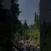 В Зелёном Зеленом Зеленом Лесу