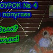 Учим Попугая Говорить Урок 4 Кто Красавчик Я Красавчик