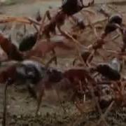 Жизнь В Микромире Bbc