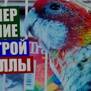 Розеллы Поют