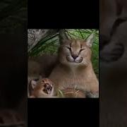 Шлепа Учит Маленького Шлепу Говорить Пельмени