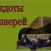 Смешные Анекдоты Про Зверей И Животных Короткие Анекдоты Юмор Из Леса