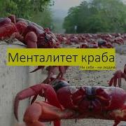 Менталитет Краба