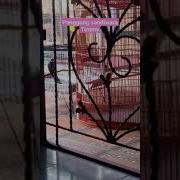 Rekaman Cctv Wanita Masuk Kamar Mandi Saat Lepas Baju Dan Celana Lihat Yang Terjadi Selanjutnya