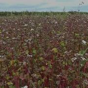 Звуки Природы Лесной Луг Пчела На Цветке Стрекотание Кузнечиков