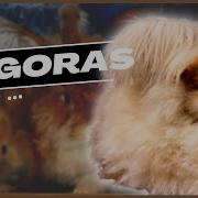 Angora