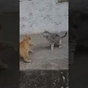 Музыка Для Драки Кошки И Собак