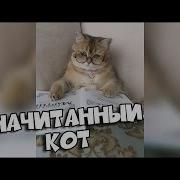 Женщина Кошка Подборка Приколов Bugagatv