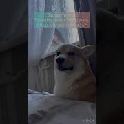 Возьмите Меня К Себе Жить Я Буду Вам Все Охранять