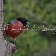 Golden Music سبيل الدموع سبيل مريح
