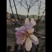 Алла Пугачева Позвони Мне Позвони
