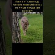 Кот Шлёпа Мем